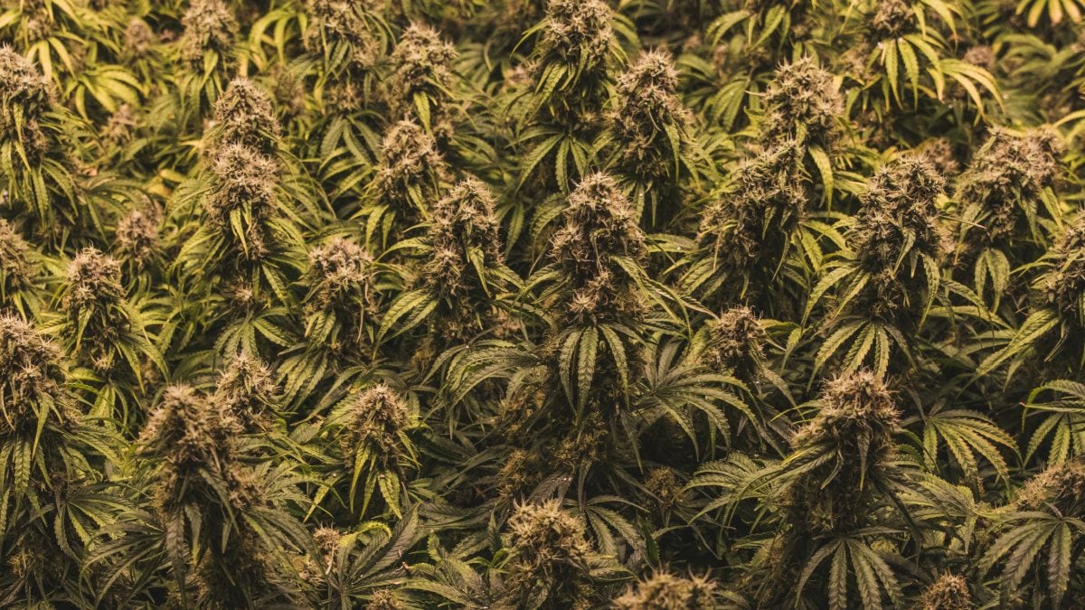 UK Police Busts Major UK Cannabis Operation, Seizes 200k Plants Worth $166 Million